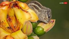 Weather Update: फरवरी में बढ़ा दिल्ली-एनसीआर का पारा तो पहाड़ों में गिर रही बर्फ, बारिश से होगी मार्च की शुरुआत, जानें- कैसा रहेगा आपके शहर का मौसम