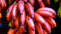भारत में लाल केलों की कीमत है इतनी ज्यादा, जानिए ये पीले केले से कितने बेहतर हैं