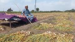 Ujjain News: उज्जैन: लहसुन के भाव ने उड़ाई किसानों की नींद! खेतों पर लगाए CCTV कैमरे, बंदूक से हो रही रखवाली