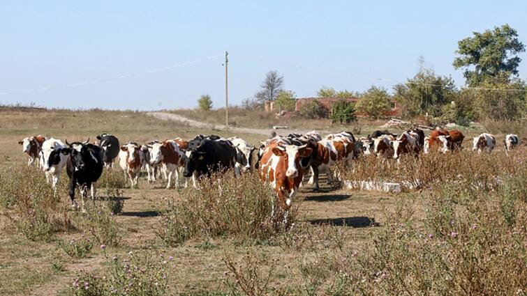 Stray Cattle Attack Kills One Locals Cry Foul Accusing Civic Body Municipal Corporation of Delhi Negligence Delhi: Stray Cattle Attack Kills One, Locals Cry Foul Accusing Civic Body Of Negligence