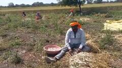 Ujjain News: उज्जैन: लहसुन के भाव ने उड़ाई किसानों की नींद! खेतों पर लगाए CCTV कैमरे, बंदूक से हो रही रखवाली