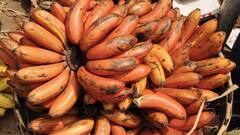 भारत में लाल केलों की कीमत है इतनी ज्यादा, जानिए ये पीले केले से कितने बेहतर हैं