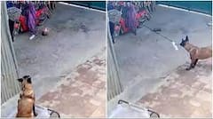 होशियार डॉग ने बचाई घरवालों की जान, सोशल मीडिया पर लोग दे रहे शाबाशी