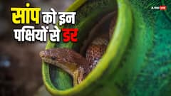 इन पक्षियों से बहुत डरते हैं जहरीले सांप, इनमें कुछ तो आपके आस-पास मौजूद
