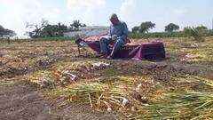 Ujjain News: उज्जैन: लहसुन के भाव ने उड़ाई किसानों की नींद! खेतों पर लगाए CCTV कैमरे, बंदूक से हो रही रखवाली