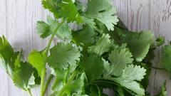 Coriander Benefits :  हिरवी कोथिंबीर चवीसोबतच आरोग्यासाठी अप्रतिम, जाणून घ्या या पदार्थाचे फायदे !