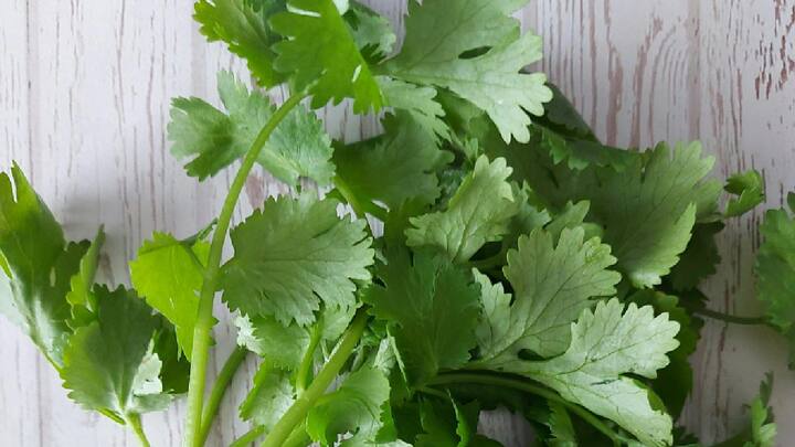 Coriander Benefits : हिरवी कोथिंबीर हा स्वतःमध्ये औषधी गुणधर्मांचा खजिना आहे. आपण खात असलेल्या जवळजवळ सर्व गोष्टींमध्ये याचा वापर केला जातो. त्यामुळे अन्नाची चव दुप्पट होण्यास मदत होते.