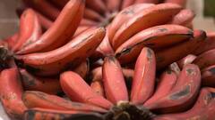 भारत में लाल केलों की कीमत है इतनी ज्यादा, जानिए ये पीले केले से कितने बेहतर हैं