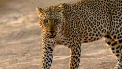 यूपी के संभल में घर में घुसा तेंदुआ, गांव में मचा हड़कंप, रेस्क्यू करते हुए सीओ हुए घायल