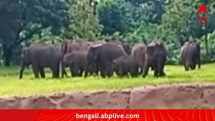 কী রয়েছে সেই ভিডিওয়? তা হলে খোলসা করে বলা যাক? ঘটনাটি তামিলনাড়ুরই কোয়েম্বত্তুর জেলার পোল্লাচি এলাকার। খাঁড়ির জলে পড়ে যাওয়া এক হস্তিশাবককে উদ্ধার করেছিলেন বন কর্মীরা। তার পর যেটা হল, সেটাই দেখার। (প্রতীকী ছবি)