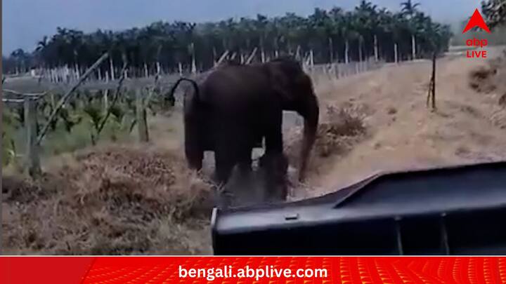 মাদি হাতিটি সন্তানকে বাঁচানোর আপ্রাণ চেষ্টা করেছিল। কিন্তু পা পিছলে খাঁড়ির জলে পড়ে যায় হস্তিশাবক। সন্তানকে বাঁচাতে আপ্রাণ চেষ্টা করে যাচ্ছে মা। (ছবি:Supriya Sahu IAS X Handle)