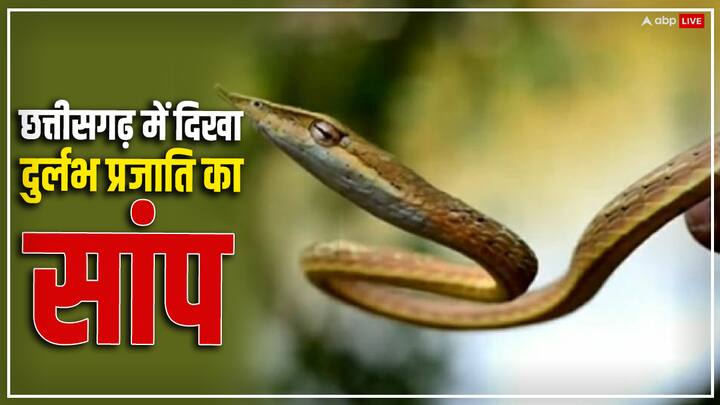 Dantewada Ahaetulla Laudankia new vine snake found in Bailadila forests Chhattisgarh ann Dantewada: छत्तीसगढ़ में पहली बार दिखा दुर्लभ प्रजाति का सांप, खूबसूरत स्नेक में होती है गिनती, क्या है खासियत?