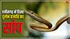 Dantewada: छत्तीसगढ़ में पहली बार दिखा दुर्लभ प्रजाति का सांप, खूबसूरत स्नेक में होती है गिनती, क्या है खासियत?