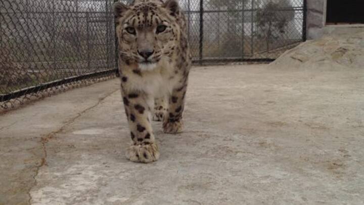 इस चिड़ीयाघर में आप उन जानवरों को देखेंगे जो खत्म होने की कगार पर हैं. इसमें स्नो लेपर्ड और रेड पांडा शामिल हैं. इस चिड़ीयाघर में इन जानवरों के लिए एक प्रजनन केंद्र भी है, जो इसके दर्शकों को एक अद्वितीय अनुभव प्रदान करता है.