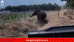 Viral News:খাঁড়ির জল থেকে উদ্ধার সন্তানকে, শুঁড় তুলে 'ধন্যবাদ' হাতির! ভাইরাল ভিডিও