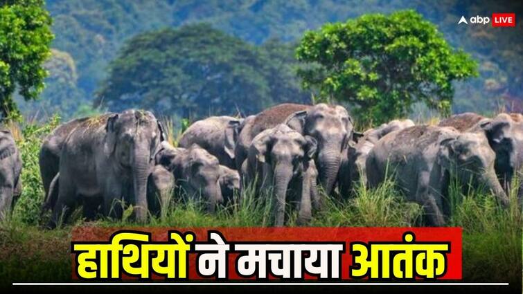 Balrampur Elephants are creating havoc by entering residential areas schools closed for two days Ann Chhattisgarh: बलरामपुर में हाथी रिहायशी इलाकों में घुसकर मचा रहे उत्पात, दो दिन के लिए बंद किए गए स्कूल