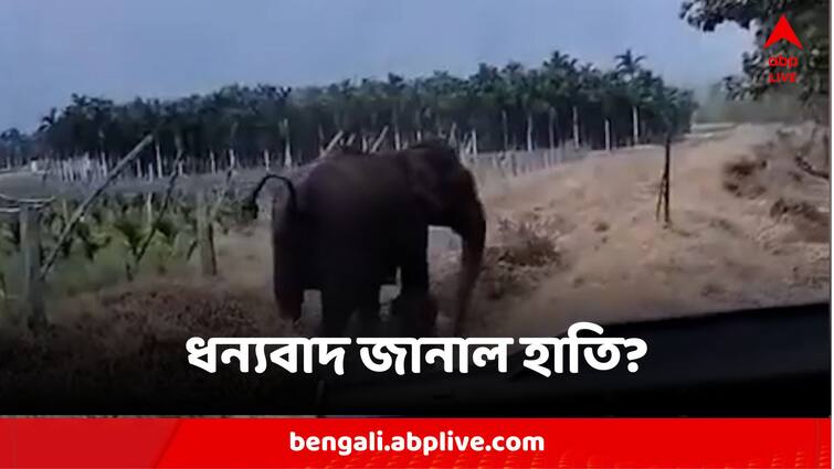 Viral Video Posted By IAS Officer Elephant Thanks Forest Officials Of Tamil Nadu For Saving Calf Viral Video:শাবকের প্রাণ বাঁচানোর 'প্রতিদান', শুঁড় তুলে ধন্যবাদ মায়ের? ভাইরাল হাতির ভিডিও