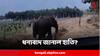 Viral Video:শাবকের প্রাণ বাঁচানোর 'প্রতিদান', শুঁড় তুলে ধন্যবাদ মায়ের? ভাইরাল হাতির ভিডিও