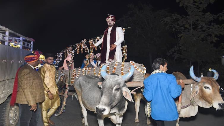 शादी में दिखी छत्तीसगढ़ की संस्कृति और रीति-रिवाज की झलक, बैलगाड़ी पर निकली इंजीनियर की बारात