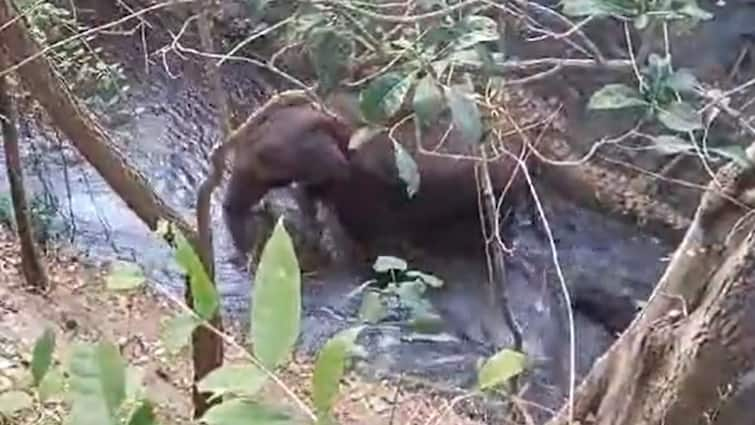 Pollachi Foresters Rescue Child Elephant, Mom Raises Her Trunk To ‘Thank’ — Video Goes Viral