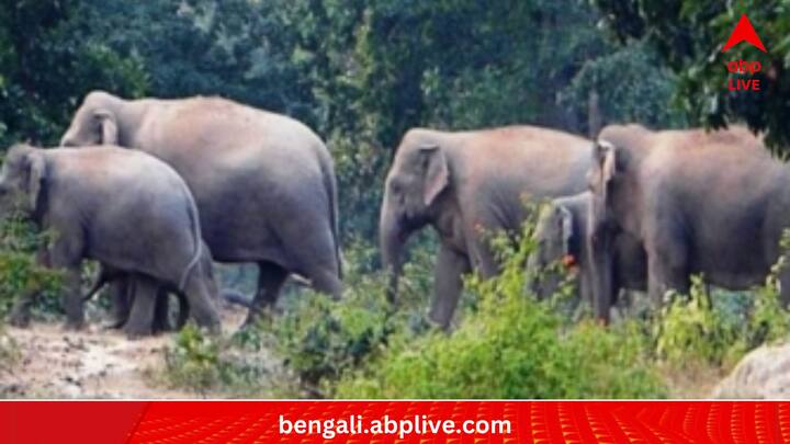 গল্পকথা নয়, একেবারে খাঁটি বাস্তব। তামিলনাড়ু সরকারের 'এনভায়রনমেন্ট ক্লায়মেন্ট চেঞ্জ অ্যান্ড ফরেস্ট' বিভাগের অতিরিক্ত সচিব, আইএএস অফিসার, সুপ্রিয়া সাহু ঘটনাটির ভিডিও পোস্ট করেন নিজের সোশ্য়াল মিডিয়া হ্যান্ডেলে। (প্রতীকী ছবি)