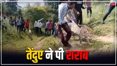 शराब के नशे में अपना होश खो बैठा तेंदुआ, लोगों ने पालतू जानवर जैसा किया बर्ताव