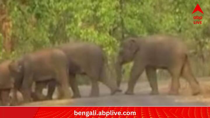 ভিডিওটি ভাইরাল হতে সময় লাগেনি। সোশ্যাল মিডিয়ায় তুমুল আলোড়ন চলছে তার পর থেকে। এও কি সম্ভব? মানুষের মধ্যে এই ধরনের আবেগ-অনুভূতি দেখা যায়। তা বলে হাতি? সত্যিই কি ধন্যবাদ জানাল সে? জোর চর্চা নেটিজেনদের। (প্রতীকী ছবি)