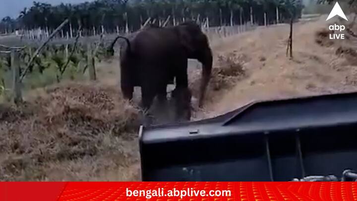 এদিকে খাঁড়ির জলে এতটাই স্রোত যে তার সঙ্গে পাল্লা দিয়ে কিছুতেই উঠতে পারছে না শাবকটি। এই সময়েই সাহায্যে এগিয়ে এসেছিলেন তামিলনাড়ুর বন দফতরের কর্মীরা। সমস্ত বাধা-বিপত্তি সত্ত্বেও দুর্ধর্ষ অভিযান চালিয়ে শাবকটিকে উদ্ধার করেন তাঁরা। (ছবি:Supriya Sahu IAS X Handle)