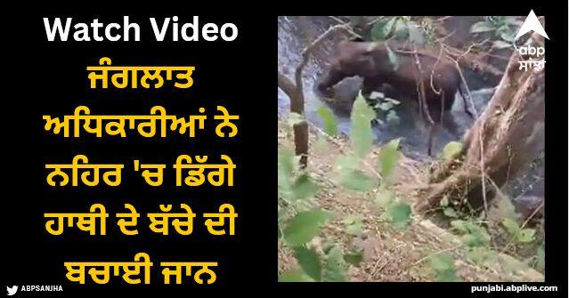 elephant raising trunk to thanks officials for rescuing calf ias officer shares video Viral Video: ਜੰਗਲਾਤ ਅਧਿਕਾਰੀਆਂ ਨੇ ਨਹਿਰ 'ਚ ਡਿੱਗੇ ਹਾਥੀ ਦੇ ਬੱਚੇ ਦੀ ਬਚਾਈ ਜਾਨ, ਹਾਥੀ ਨੇ ਸੁੰਡ ਚੁੱਕ ਕੇ ਕੀਤੀ 'ਧੰਨਵਾਦ'