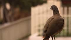 Pigeon Suspected of Spying: চিনা গুপ্তচর সন্দেহে হেফাজতে, নির্দোষ প্রমাণিত হতে লেগে গেল ৮ মাস, অবশেষে মুক্ত এই পায়রা