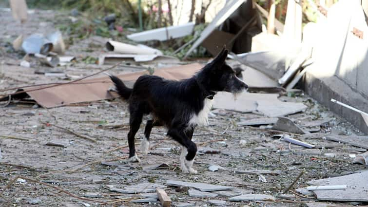 Delhi: 2-12 months-Previous Woman Mauled To Loss of life By Stray Canines, Household Seeks Motion Towards Individuals Feeding Them