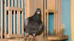 Pigeon Suspected of Spying: চিনা গুপ্তচর সন্দেহে হেফাজতে, নির্দোষ প্রমাণিত হতে লেগে গেল ৮ মাস, অবশেষে মুক্ত এই পায়রা