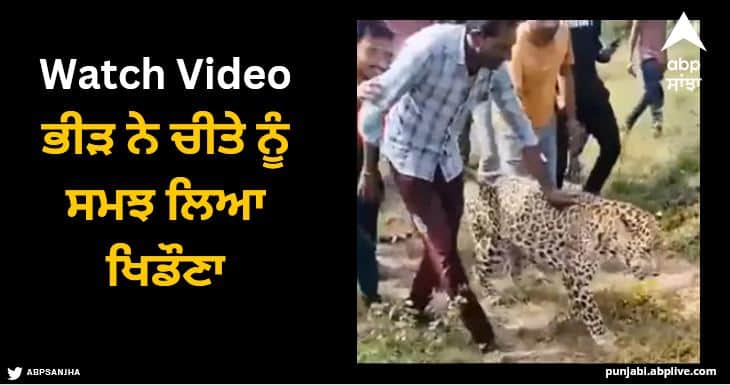 leopard shocking video viral on social media Viral Video: ਭੀੜ ਨੇ ਚੀਤੇ ਨੂੰ ਸਮਝ ਲਿਆ ਖਿਡੌਣਾ, ਵੀਡੀਓ ਦੇਖ ਕੇ ਅੱਖਾਂ 'ਤੇ ਨਹੀਂ ਹੋਵੇਗਾ ਯਕੀਨ