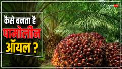 कैसे बनता है पामोलीन ऑयल, घर में इस्तेमाल होने वाले इन चीजों में है मौजूद