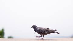 Pigeon Suspected of Spying: চিনা গুপ্তচর সন্দেহে হেফাজতে, নির্দোষ প্রমাণিত হতে লেগে গেল ৮ মাস, অবশেষে মুক্ত এই পায়রা