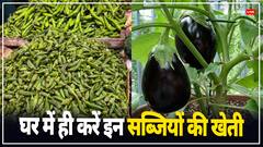 इन सब्जियों को घर में लगा कर आप आसानी से मार्केट की केमिकल युक्त सब्जियों से पा सकते हैं छुटकारा