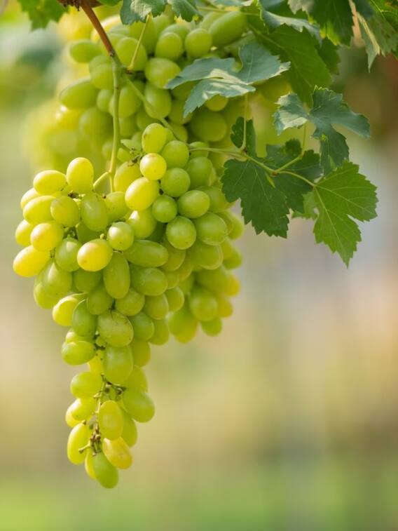 आंखों और हड्डियों की हेल्थ के लिए बेस्ट हैं अंगूर