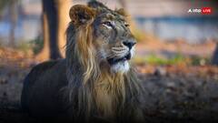 Asiatic Lions' Population In Gujarat's Gir Forest Rises To 891: PM Modi