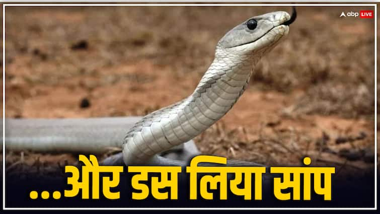 Bihar News Snake Bite Mother Son Catched in Box and Reached Sadar Hospital Gopalganj to Save Bihar News: गोपालगंज में मां को काटा सांप... बेटे ने तुरंत किया ये काम, इस तरह बचाई गई जान