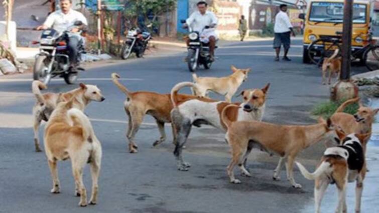 Two year old girl dies after being attacked by a pack of dogs in Delhi Tughlak Lane Dogs Attack: சுற்றிவளைத்த தெரு நாய்கள்! 2 வயது குழந்தை மரணம்.. டெல்லியில் அதிர்ச்சி!