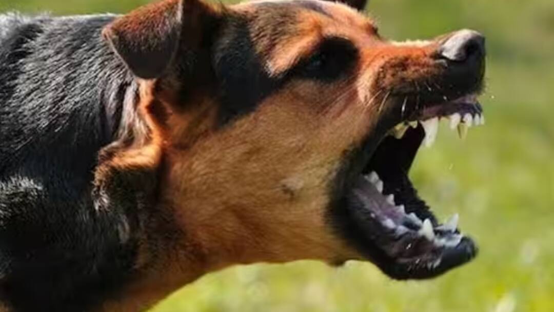 Dogs Bites: મોડાસામાં હડકાયાં શ્વાનનો આતંક, એક જ સોસાયટીમાંથી 10 લોકોને બચકાં ભર્યા, તમામને ખસેડાયા હૉસ્પીટલ Dogs Bites News: more than 10 people has been injured by the Dog bites in the Modasa, Local news Dogs Bites: મોડાસામાં હડકાયાં શ્વાનનો આતંક, એક જ સોસાયટીમાંથી 10 લોકોને બચકાં ભર્યા, તમામને ખસેડાયા હૉસ્પીટલ