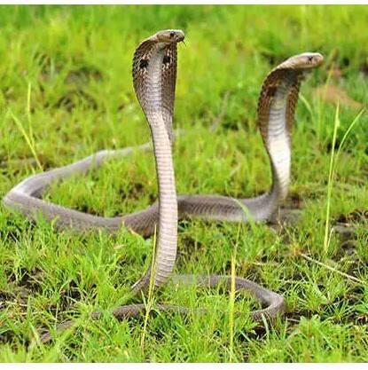 ਕੀ ਨਾਗ ਦੀ ਮੌਤ ਦਾ ਬਦਲਾ ਲੈਂਦੀ ਨਾਗਿਨ ? ਜਾਣੋ ਸੱਚਾਈ