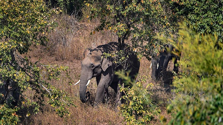 Bokaro Wild Elephant Crushed 3 People in Gomia Block In Jharkhand Jharkhand: बोकारो में झुंड से बिछड़े हाथी ने मचाया उत्पात, तीन लोगों को कुचलकर मार डाला
