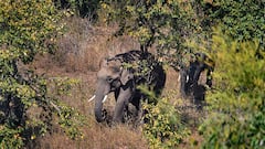 झारखंड: बोकारो में झुंड से बिछड़े हाथी ने मचाया उत्पात, तीन लोगों को कुचलकर मार डाला