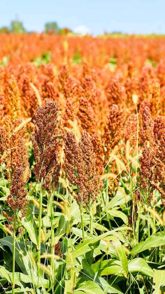 शेतात पुरेसे पाणी नाही, तर 'ही'पीक करेल श्रीमंत