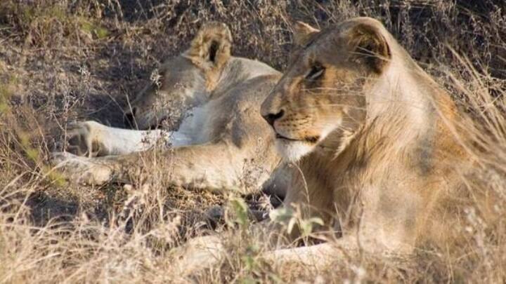 Tripura principal chief conservator of forest suspended for naming lion pair akbar and sita சிங்கங்களுக்கு சீதை, அக்பர் பெயர்! வனத்துறை அதிகாரி சஸ்பெண்ட்!