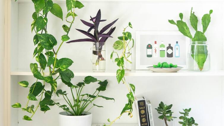 Money Plant : Should you grow a money plant in a water bottle?  Follow these tips