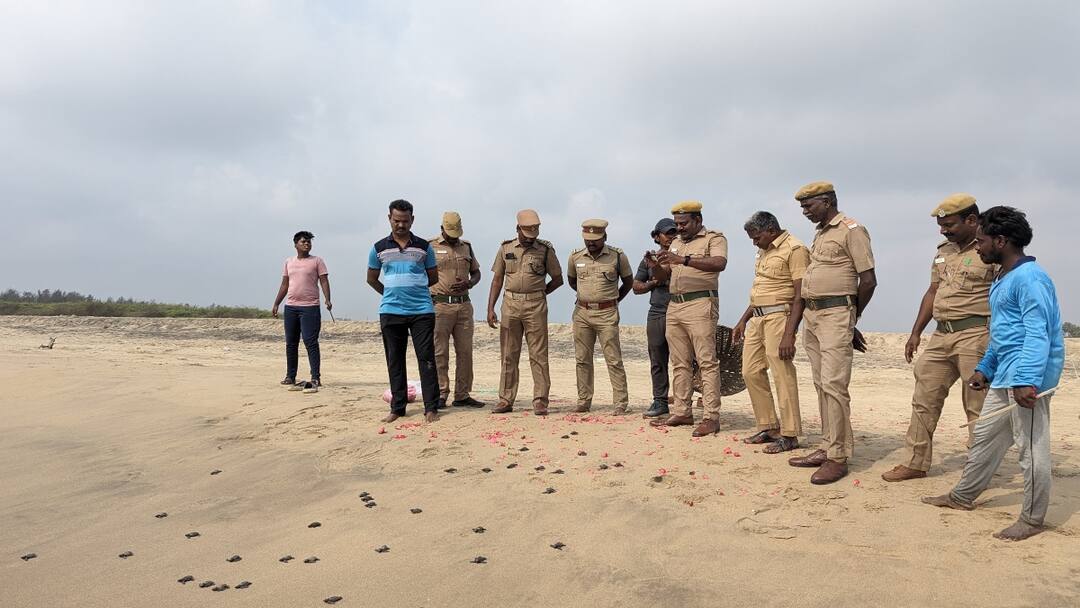 கடலூர் தேவனாம்பட்டினம் கடற்கரையில் விடப்பட்ட ஆமை குஞ்சுகள் Baby turtles left on Devanampattinam beach in Cuddalore - TNN கடலூர் தேவனாம்பட்டினம் கடற்கரையில் விடப்பட்ட ஆமை குஞ்சுகள்
