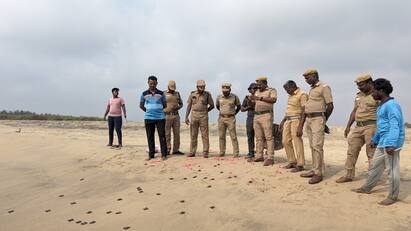 Baby turtles left on Devanampattinam beach in Cuddalore - TNN கடலூர் தேவனாம்பட்டினம் கடற்கரையில் விடப்பட்ட ஆமை குஞ்சுகள்