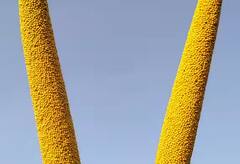 Agriculture: ਜੇਕਰ ਤੁਹਾਡੇ ਖੇਤ ‘ਚ ਵੀ ਨਹੀਂ ਲੋੜੀਂਦਾ ਪਾਣੀ, ਤਾਂ ਘੱਟ ਪਾਣੀ ਨਾਲ ਕਰੋ ਇਨ੍ਹਾਂ ਫਸਲਾਂ ਦੀ ਖੇਤੀ, ਜਾਣੋ